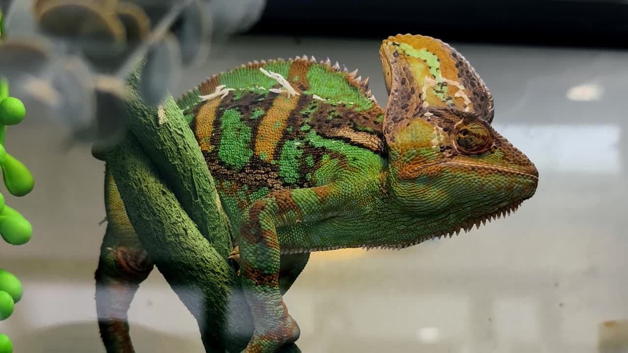 테라리움 에 있는 카멜레온
