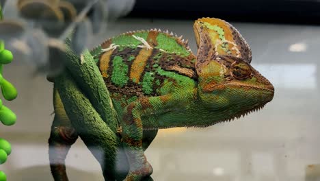camaleón en el terrario