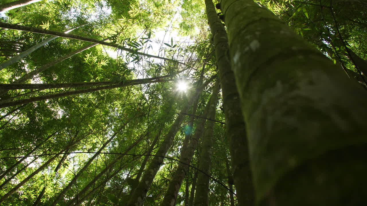 Foresta di bambù, guardando verso l'alto gli enormi alberi di bambù e bagliore solare, al rallentatore