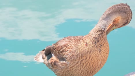 video showcases waterfowl in nature including duck 4k 2025 08 05 01 30 48 utc.mov | animals, aquatic, biodiversity, birds