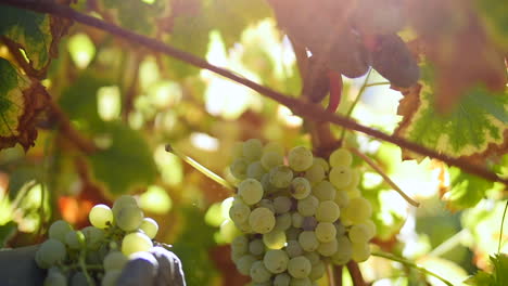 Farmers-picking-and-collecting-ripe-grapes-from-vineyards