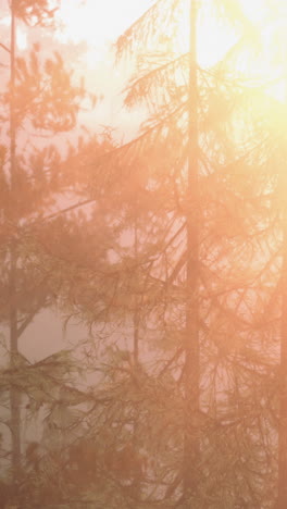 misty sunrise in a forest