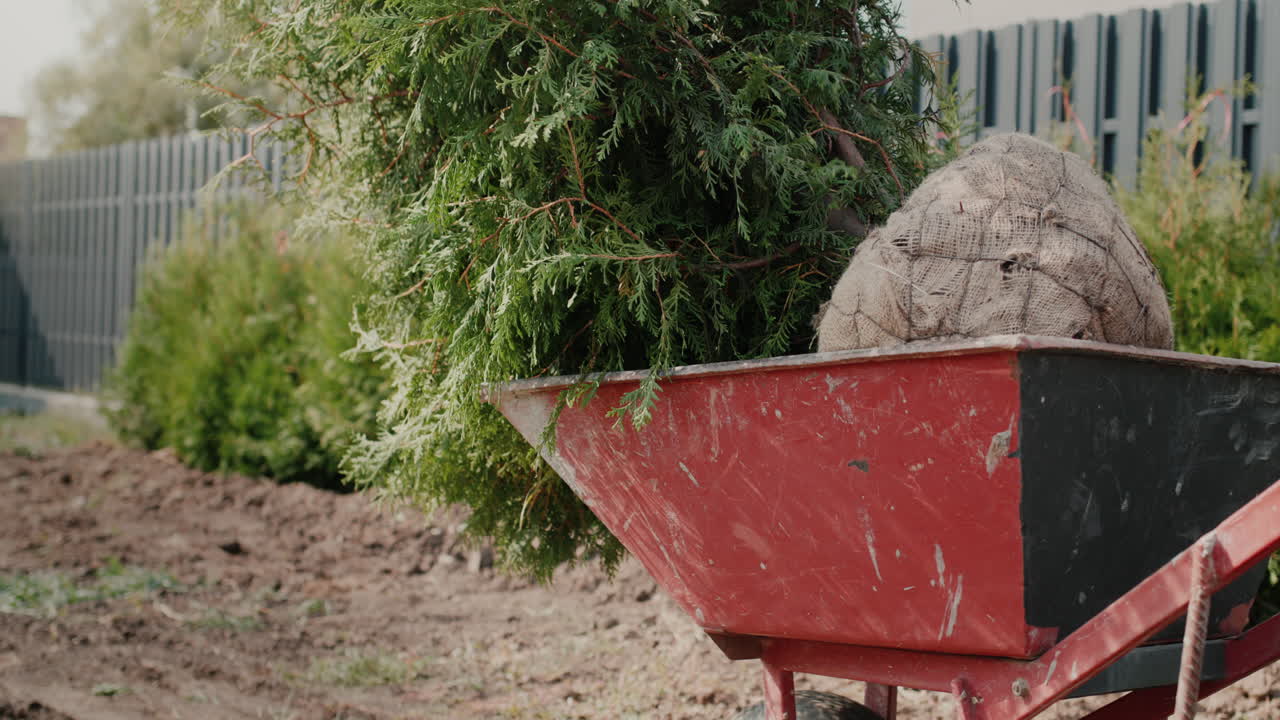 trabajador lleva árboles jóvenes en una carretilla 5