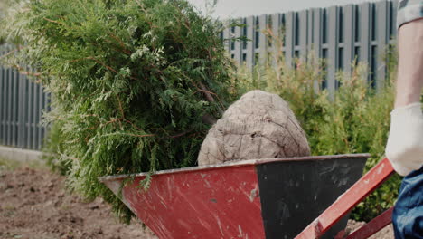 Worker-carries-saplings-in-a-wheelbarrow-5