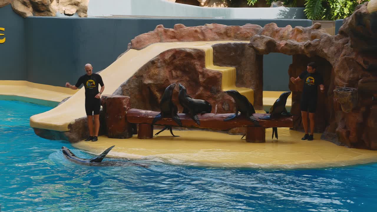 Male sea lion swims with one flipper out of the water during sea lion show in Loro Parque, Tenerife.