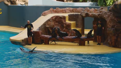male sea lion swims with one flipper out of the water during sea lion show in loro parque, tenerife.