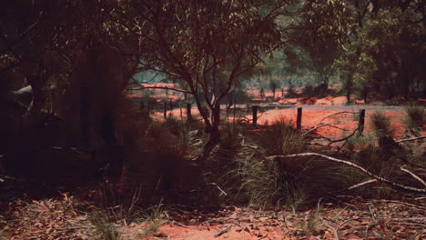 red sand bush with trees