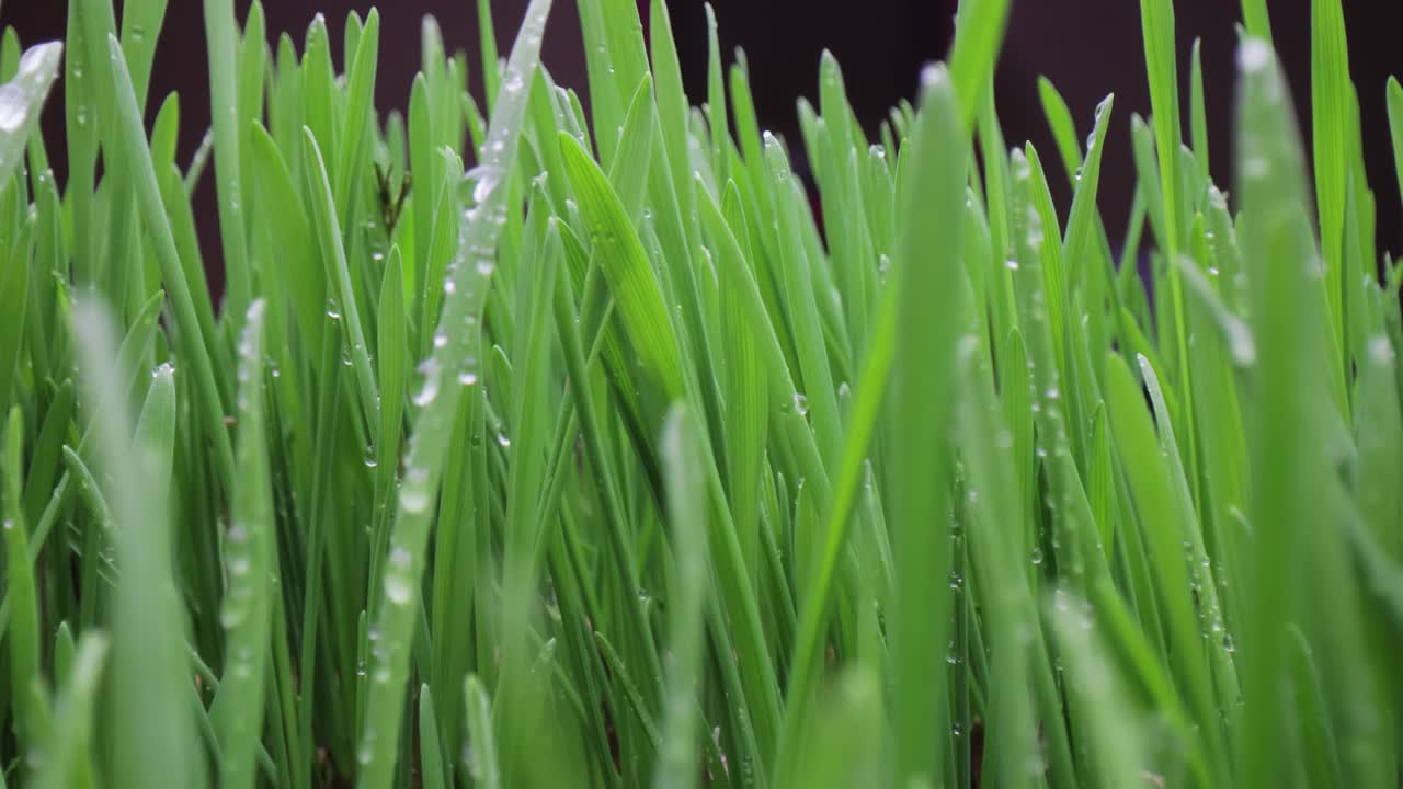 녹색 잔디 클로즈업 슈퍼 매크로 촬영.