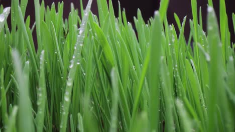 el césped verde es un primer plano súper macro.