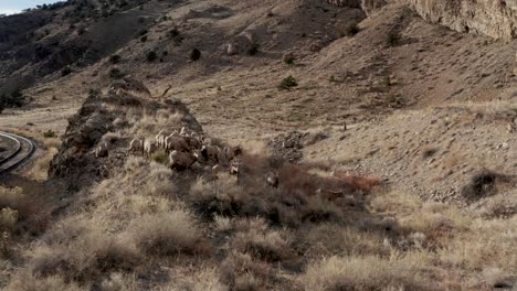 big horn sheep herd grazing in the mountains