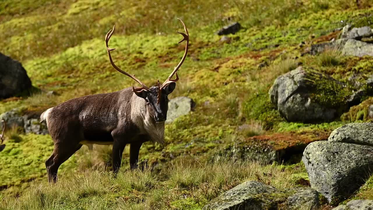 Huge bull reindeer walks slowly up Norwegian mountain, turns to camera, continues walking.