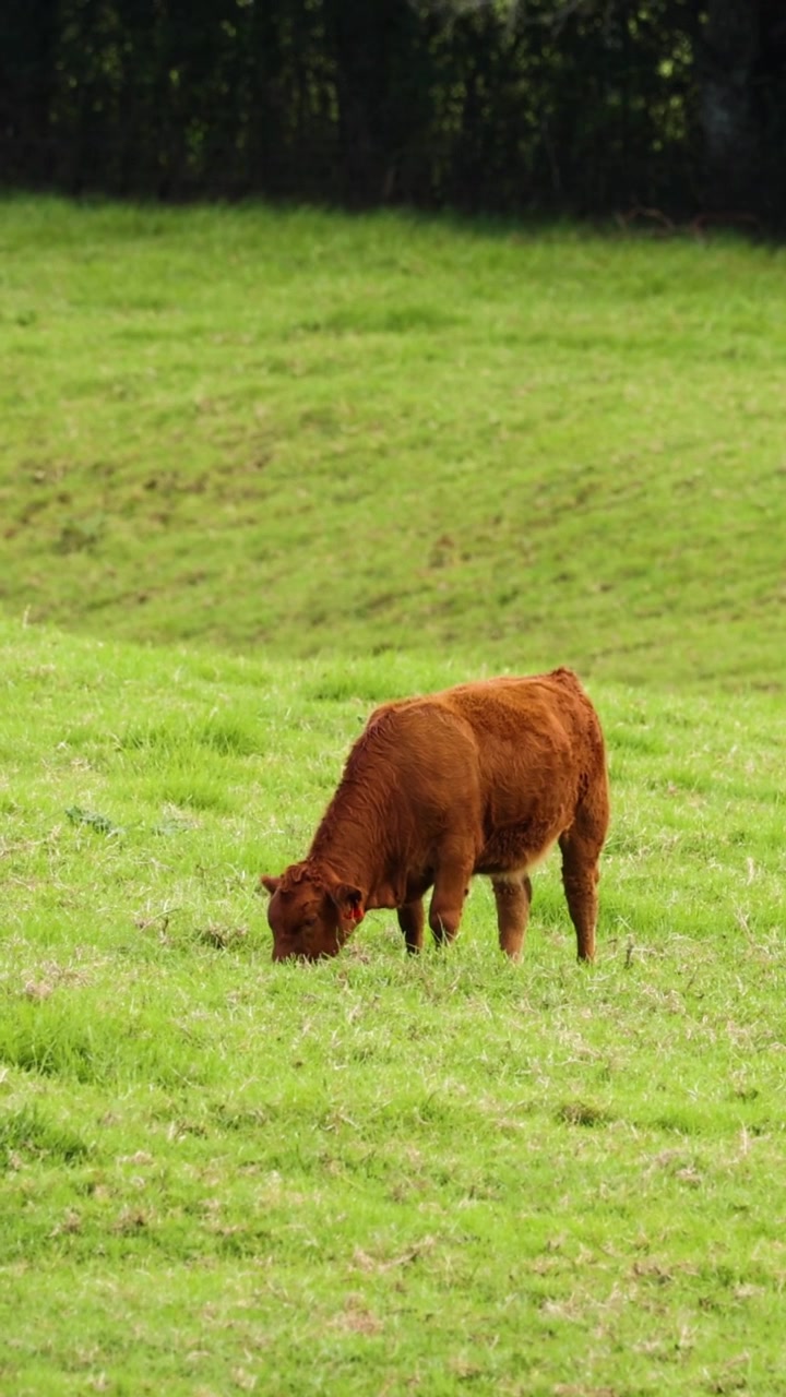 Mucca che pascola pacificamente in un campo lussureggiante