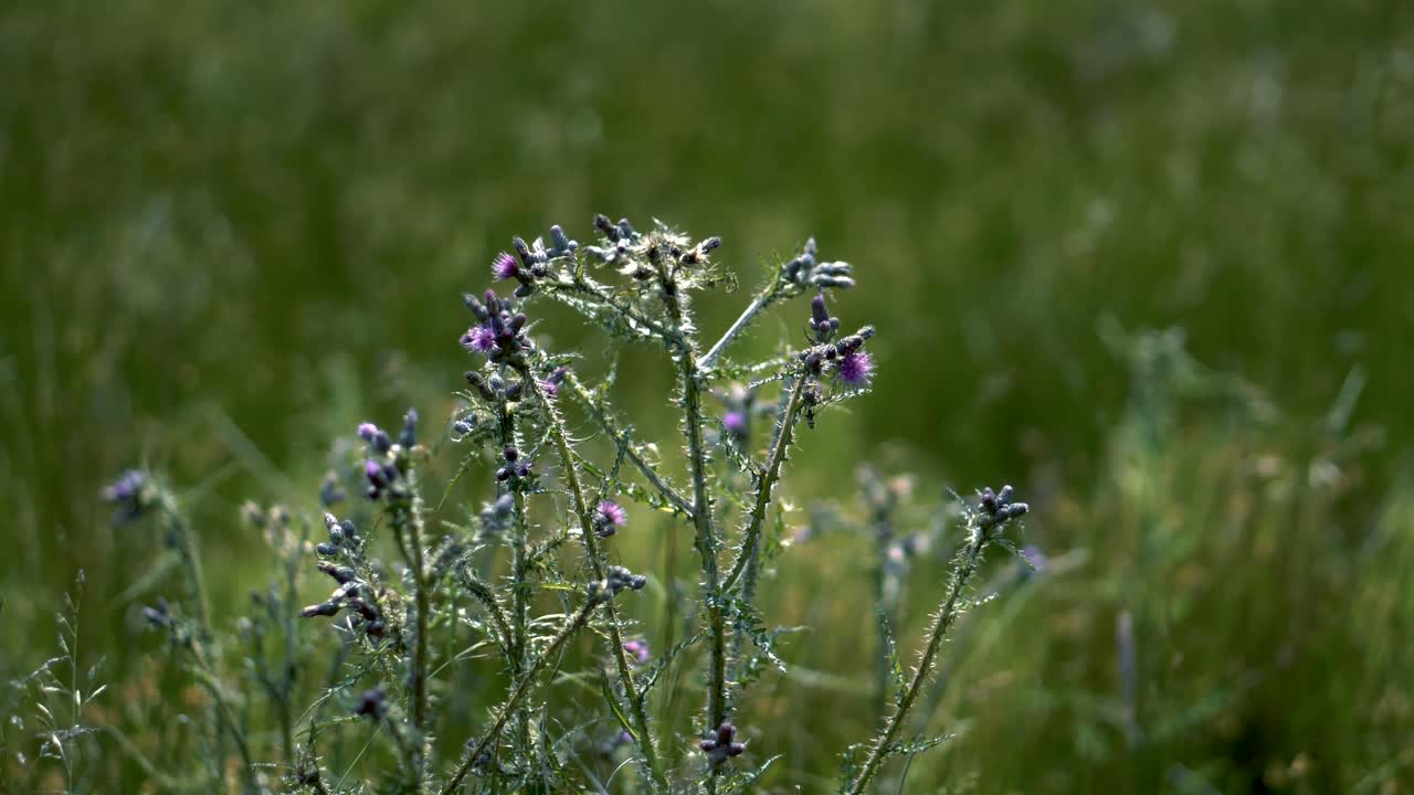 un cardo morado salvaje en un exuberante campo verde