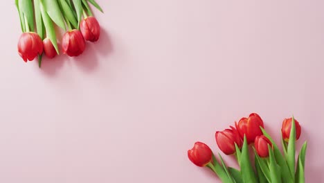 Red-tulips-lying-on-pink-background-at-valentine's-day