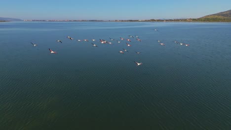 Flamingos-flying-over-a-shallow-water-lagoon-savannah