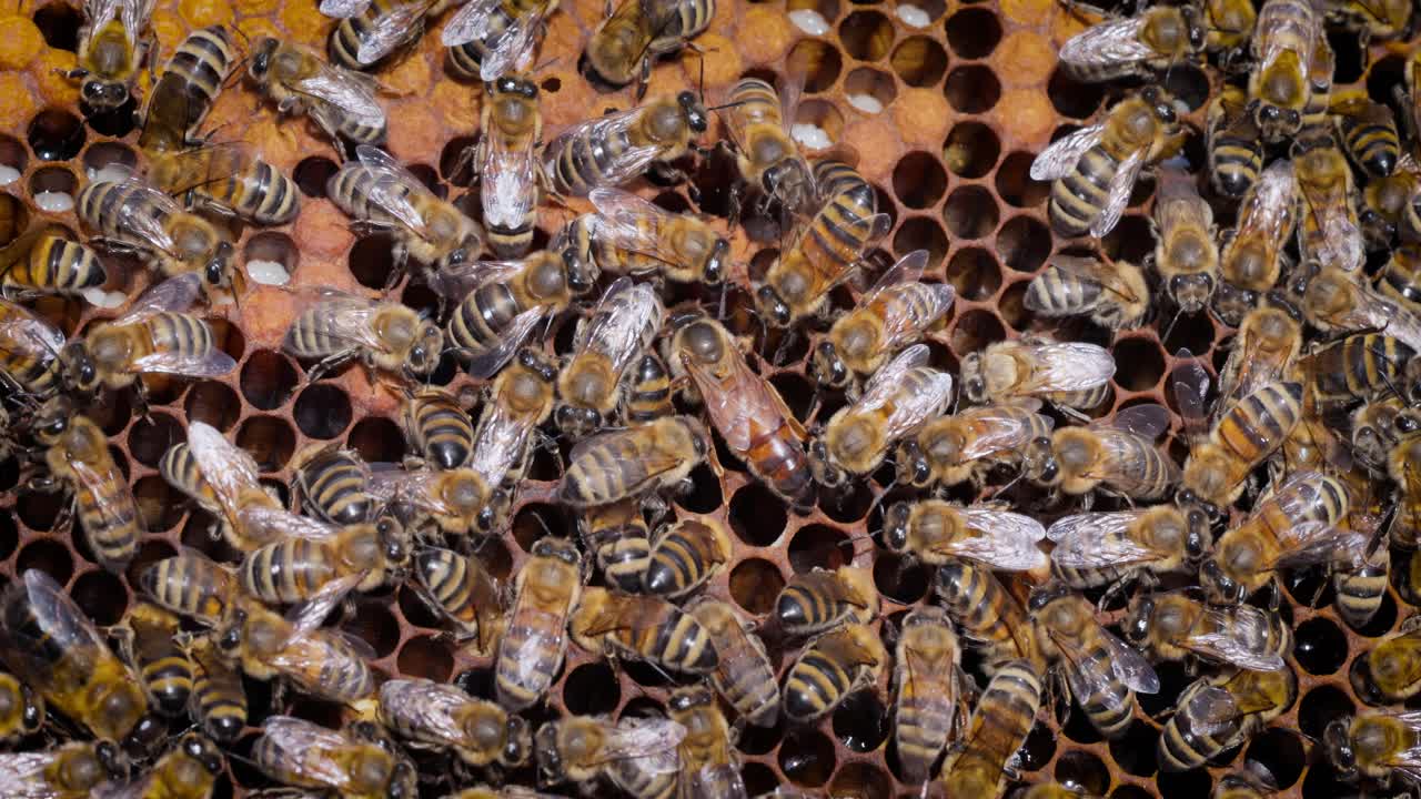 Queen bee and Honey Bees working on honeycomb close-up shot. Bees are best known to humans for their ecological roles as pollinators