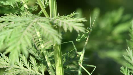 una mantis religiosa espera una presa entre la vegetación, antenas claramente visibles
