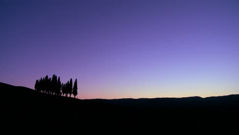a cluster of italian cypress trees at dusk on a hillside in tuscany italy 1