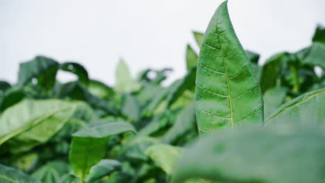 green tobacco leaves swaying in the wind