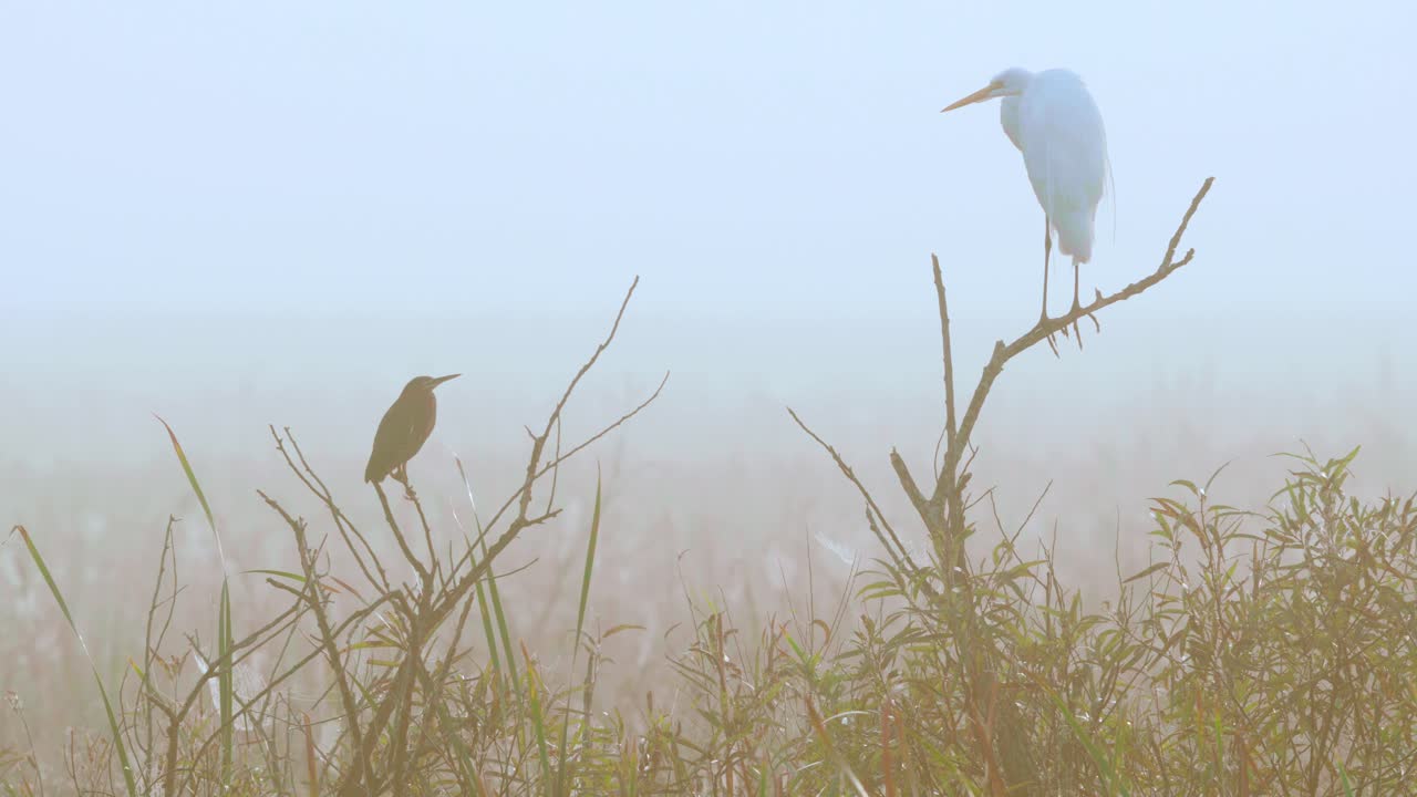 белая цапля и зеленая цапля, сидящие на ветвях туманным утром на болоте
