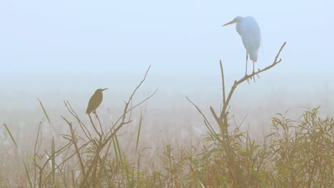 white egret and green heron perched on branches in foggy morning at swamp