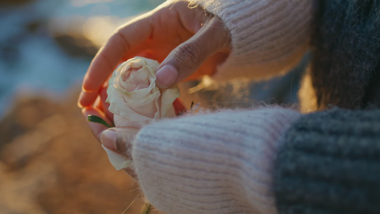 Sunset girl touching flower petals ocean coast closeup. Woman hands holding rose