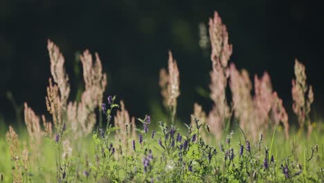 un primer plano de la exuberante pradera