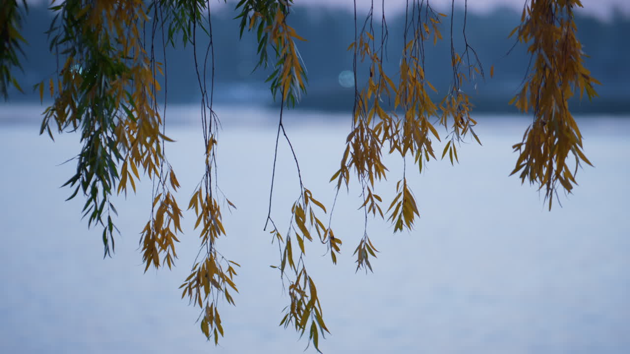 Willow branches hang over water. Yellow leaves on sprigs lake background.