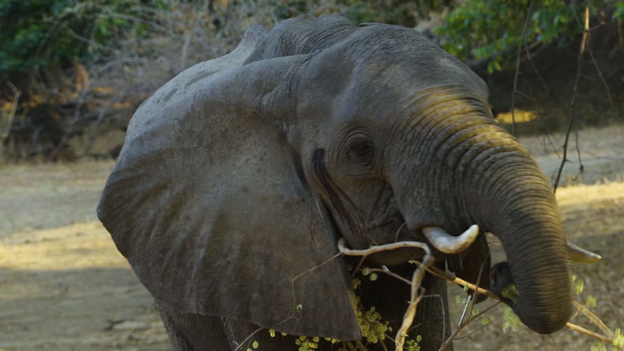retrato de un elefante macho joven en una claridad forestal a la luz de la tarde