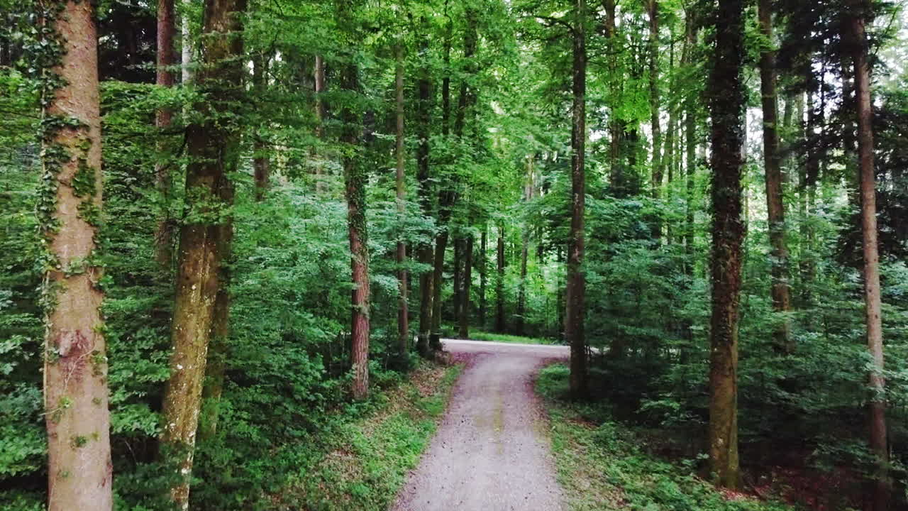 Drone hovering over the path in a green forest in Spring.
