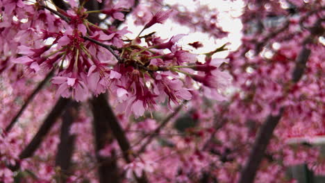 flores de primavera en flor