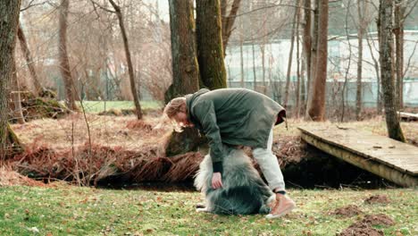 a-fluffy-gray-dog-lies-in-front-of-his-master,-who-climbs-over-him-and-grabs-something-under-his-legs-to-teach-him-a-new-command