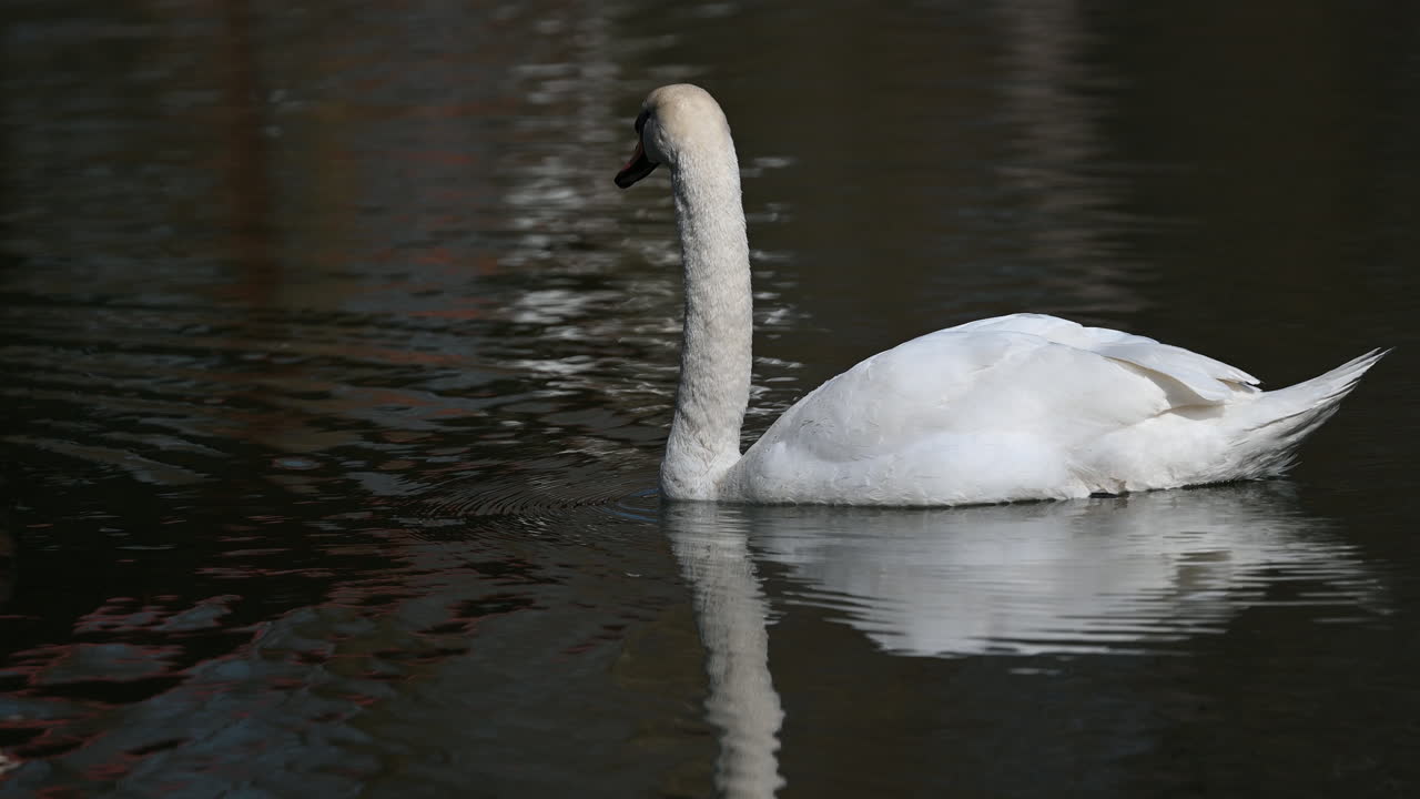 Graceful white swan floating on dark water with reflection