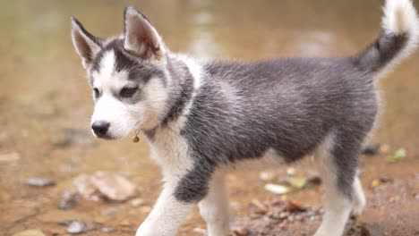 siberian husky dog , baby husky dog, puppy , dog in river , nature , domestic animal in a lake, alaskan, playful dog, funny