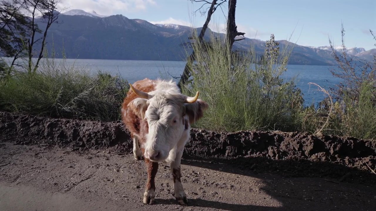 Mucca in piedi sulla riva del Lago Traful a Villa Traful, Neuquén, Argentina, con pelo lungo e folto