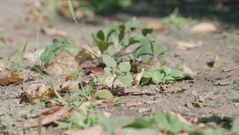 Vista-De-Cerca-De-Plantas-Diminutas-En-El-Suelo-Balanceándose-En-El-Viento---Disparo-De-Bajo-Nivel,-Primer-Plano