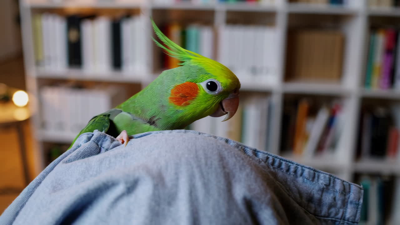 Parrot Hiding Behind Jeans on Bookshelf
