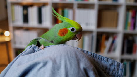 parrot hiding behind jeans on bookshelf