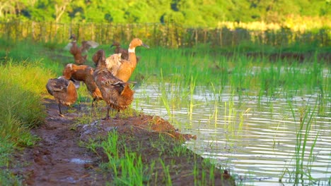 a flock of ducks is cleaning their feathers