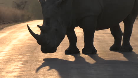 epic silhouette of white rhino with horn standing on asphalt pavement road, shadow on ground at golden hour