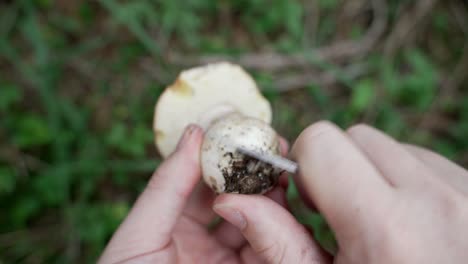 fresh porcini, boletus edulis, cleaning the dirt with a knife in the forest after picking, green plants