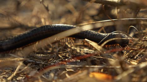 zoom close up slow motion of centipede walking across grass