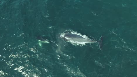 Imágenes-Cinematográficas-De-Drones-Verticales-De-Una-Familia-De-Ballenas-Jorobadas-Con-La-Madre-Y-La-Cría-Cerca-Jugando-Juntos-Soplando-Fuentes-De-Agua-En-La-Costa-De-Sydney-Durante-La-Migración