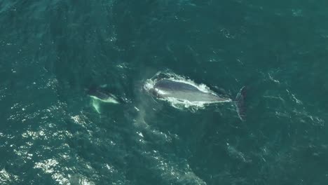 imágenes cinematográficas de drones verticales de una familia de ballenas jorobadas con la madre y la cría cerca jugando juntos soplando fuentes de agua en la costa de sydney durante la migración