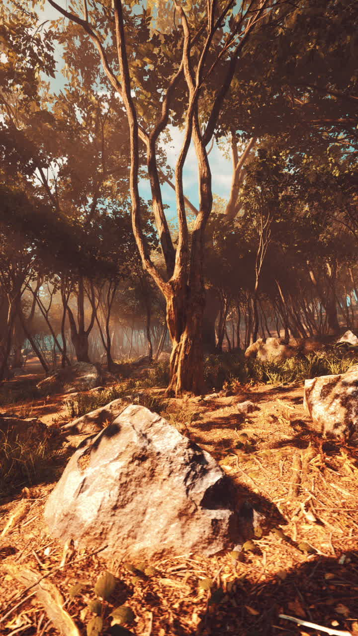 빛이 조용한 숲을 가로질러 필터링