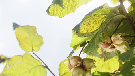 Close-up-ripe-hazelnuts-on-hazel-tree-bunch-in-garden,-growing-raw-nuts,-harvest-time,-natural-food