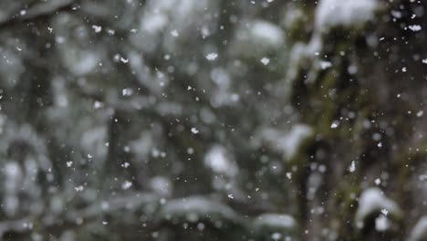 慢拍,近拍的雪,攝影機跟隨雪花落下