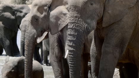 Tilt-up-showing-herd-of-African-Elephants-cooling-off-at-watering-hole