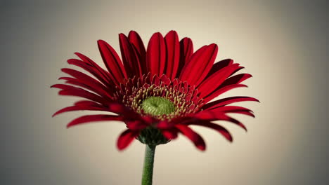 single red gerbera daisy