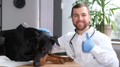 dierenarts die een hond onderzoekt